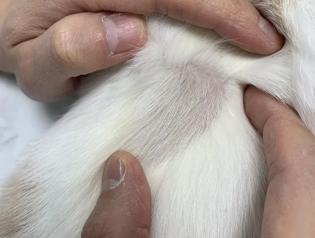 오늘 썬 동물병원에 아리가 방문을 했습니다! 아리는 곰팡이성 피부병이 있던… 사진 6