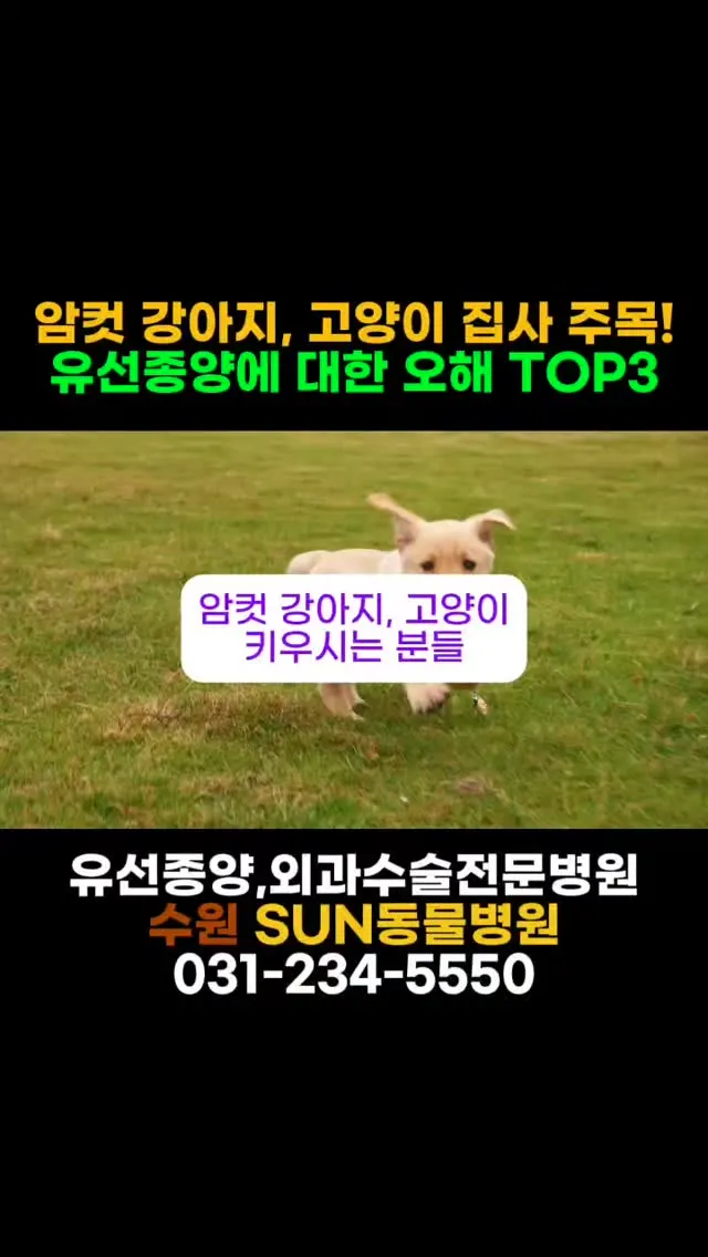 혹시 유선종양… 그냥 놔둬도 되는 줄 아셨나요?” 강아지, 고양이 유선종양에…